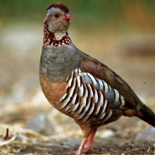 Pointer: cane da caccia dalla vena fermaiola